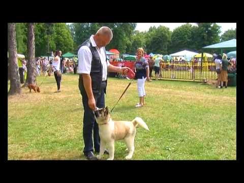szczekajaca-wystawa-video-telewizja-karkonszeplay-47223