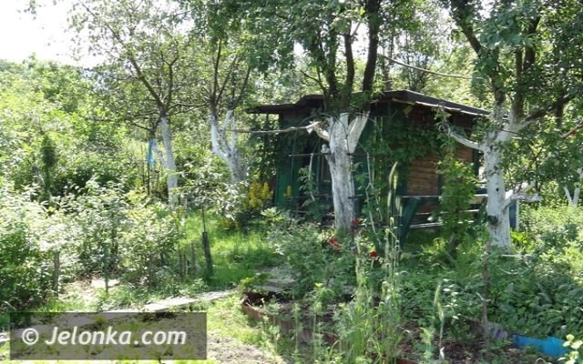 zodzieje-altankowi-nie-ma-na-nich-rady-foto-47454