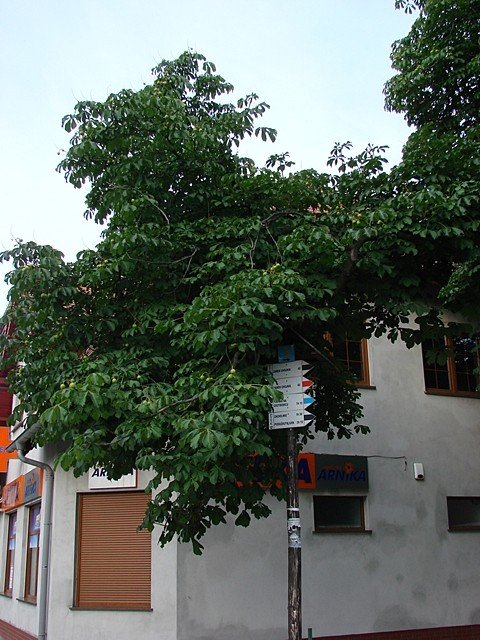 turysta-szlak-papieski-jest-zaniedbany-foto-47659