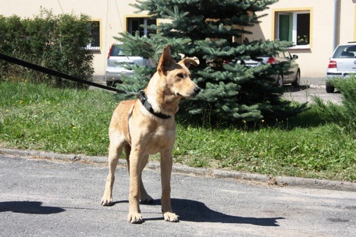 zwyrodnialcy-przywiazali-psa-do-drzewa-kto-go-przyganie-foto-47794