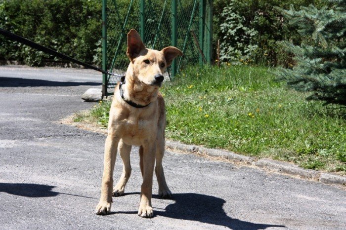 zwyrodnialcy-przywiazali-psa-do-drzewa-kto-go-przyganie-foto-47794