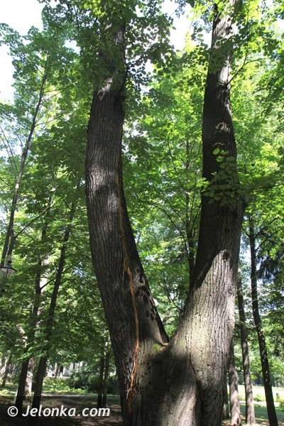 wichura-narobia-wiele-szkod-w-parku-zdrojowym-foto-47907