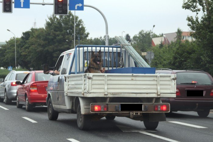 o-psie-ktory-jezdzi-na-przyczepie-foto-47973