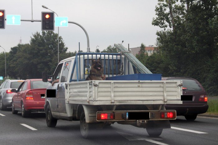 o-psie-ktory-jezdzi-na-przyczepie-foto-47973