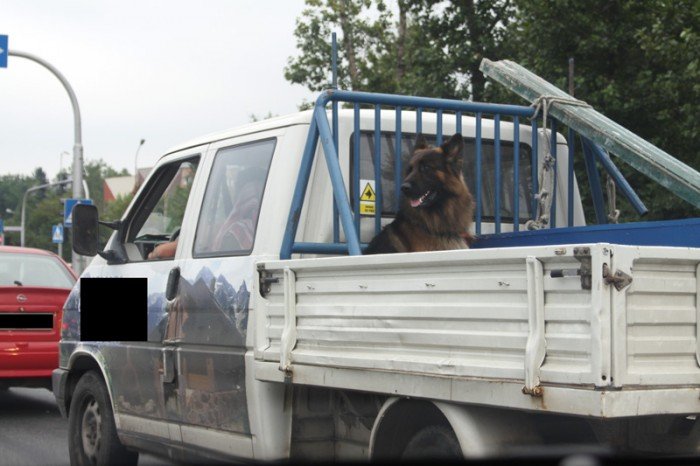o-psie-ktory-jezdzi-na-przyczepie-foto-47973