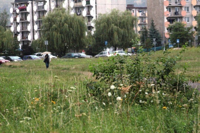 kiedy-wykosza-plac-na-zabobrzu-foto-47999