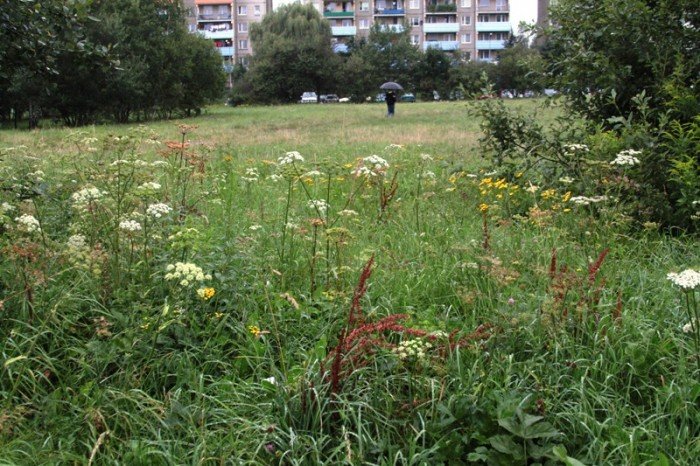 kiedy-wykosza-plac-na-zabobrzu-foto-47999