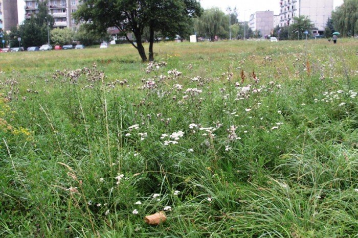 kiedy-wykosza-plac-na-zabobrzu-foto-47999
