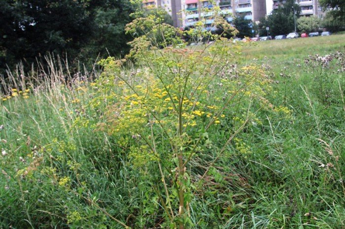 kiedy-wykosza-plac-na-zabobrzu-foto-47999