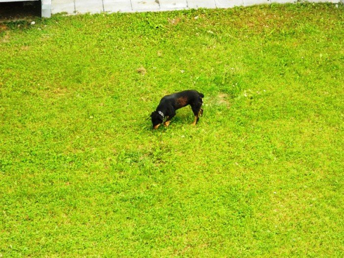 rottweiler-biega-luzem-czy-to-sie-skonczy-foto-48120