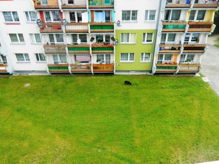 rottweiler-biega-luzem-czy-to-sie-skonczy-foto-48120