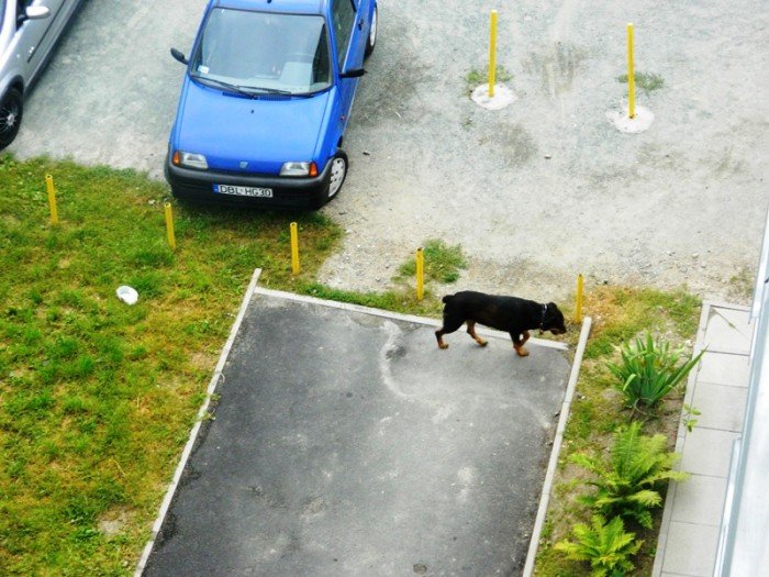 rottweiler-biega-luzem-czy-to-sie-skonczy-foto-48120