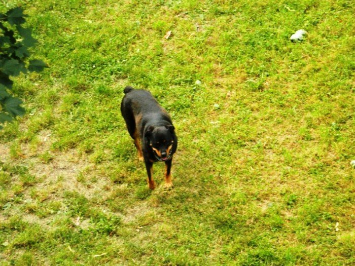 rottweiler-biega-luzem-czy-to-sie-skonczy-foto-48120