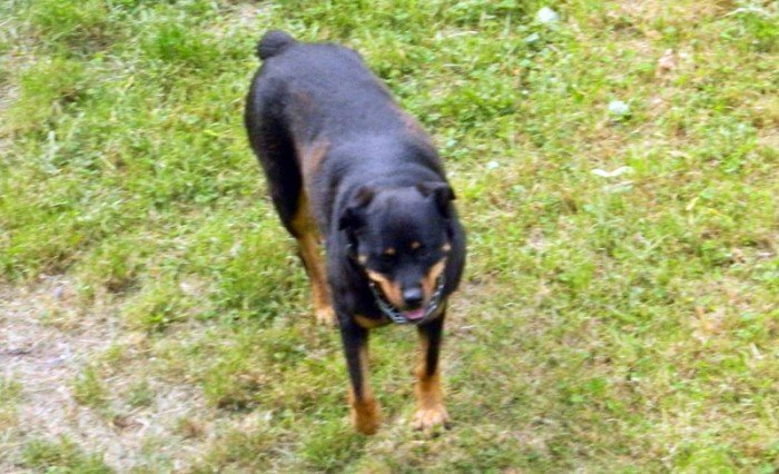 rottweiler-biega-luzem-czy-to-sie-skonczy-foto-48120