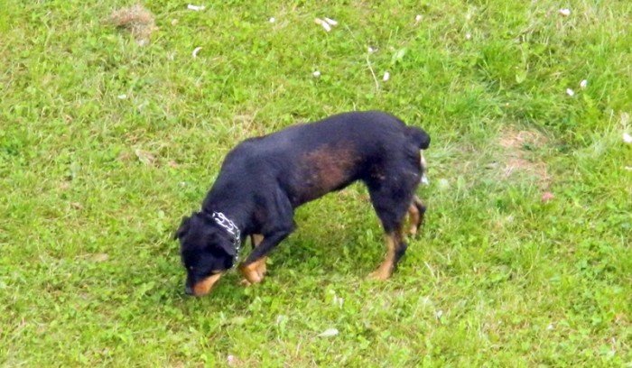 rottweiler-biega-luzem-czy-to-sie-skonczy-foto-48120