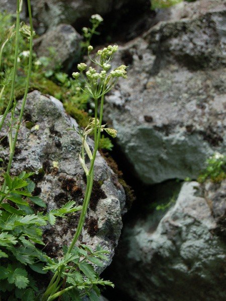 motylarnia-i-zywy-bank-genow-w-jagniatkowie-foto-48303