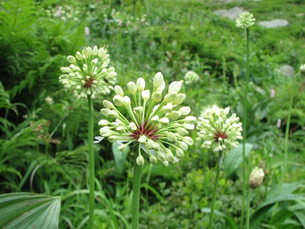 motylarnia-i-zywy-bank-genow-w-jagniatkowie-foto-48303