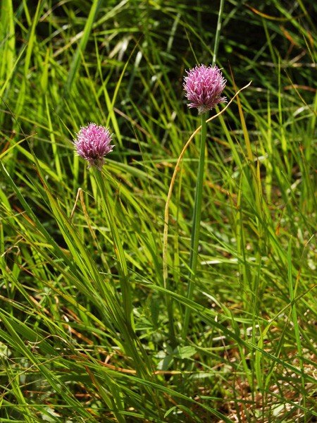 motylarnia-i-zywy-bank-genow-w-jagniatkowie-foto-48303