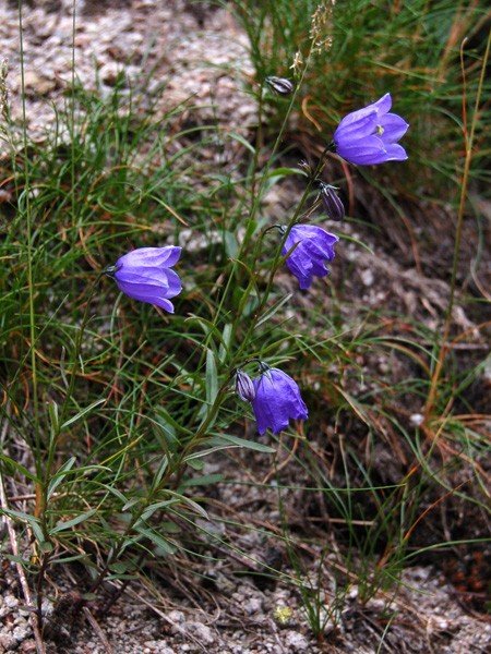 motylarnia-i-zywy-bank-genow-w-jagniatkowie-foto-48303