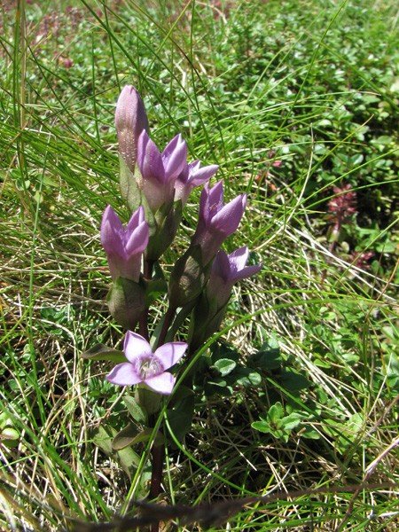 motylarnia-i-zywy-bank-genow-w-jagniatkowie-foto-48303