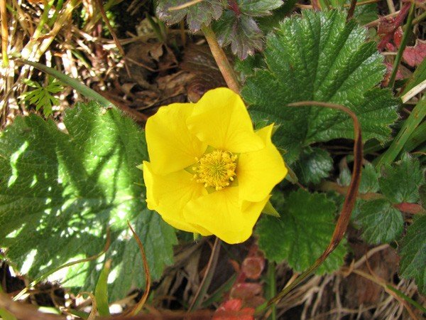 motylarnia-i-zywy-bank-genow-w-jagniatkowie-foto-48303