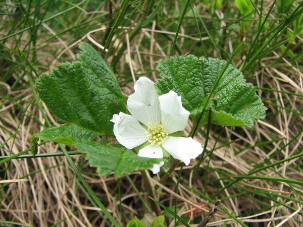motylarnia-i-zywy-bank-genow-w-jagniatkowie-foto-48303