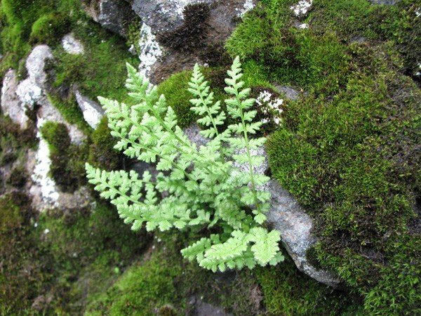 motylarnia-i-zywy-bank-genow-w-jagniatkowie-foto-48303