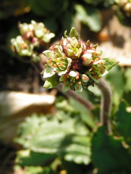 motylarnia-i-zywy-bank-genow-w-jagniatkowie-foto-48303