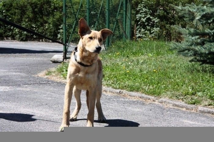 pies-antek-ma-juz-nowy-dom-foto-aktualizacja-48312