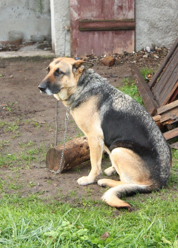 szukamy-domu-dla-porzuconej-suczki-soni-foto-48589