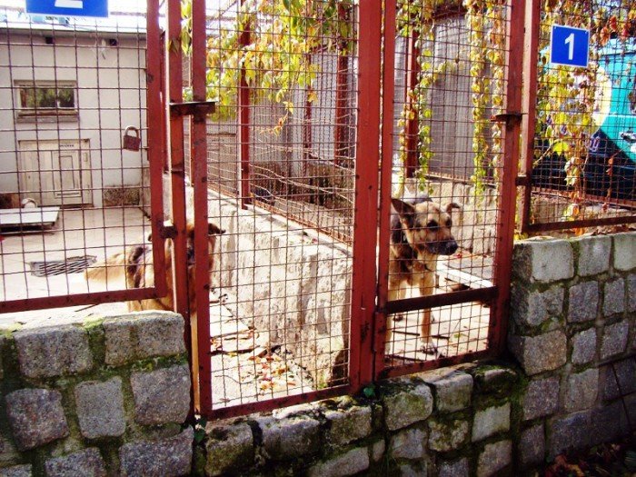 obdarowali-zwierzaki-ze-schroniska-foto-48747