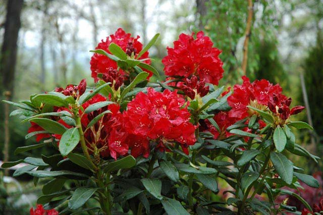 pachnacy-maj-kiermasz-roslin-4881