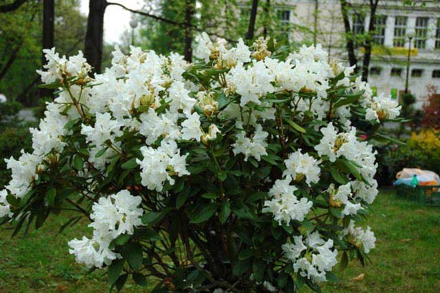 pachnacy-maj-kiermasz-roslin-4881