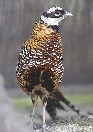 majestatyczny-nabytek-w-naszym-zoo-gorlitzzgorzelec-48975