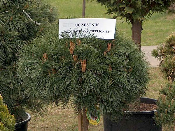 eksplozja-zapachu-kwiatow-4909