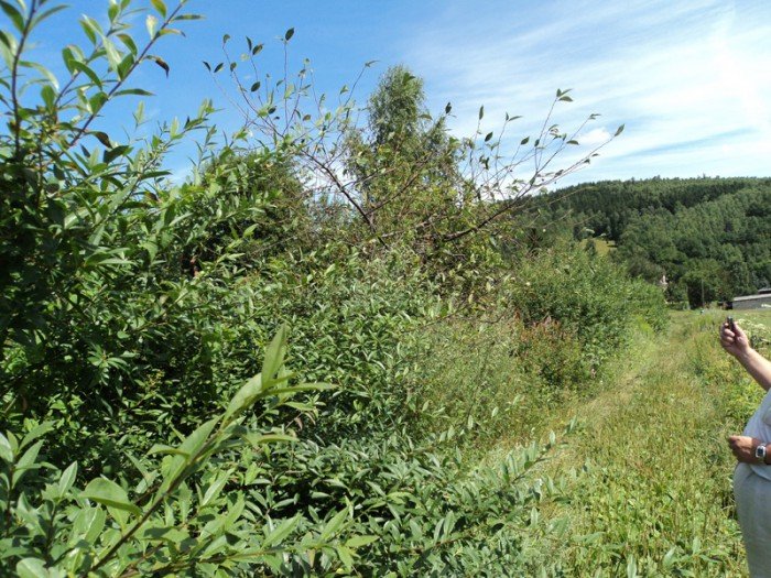 co-z-boiskiem-i-parkiem-rekreacji-w-goduszynie-foto-49196