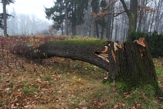 padaja-drzewa-w-parku-zdrojowym-foto-49338