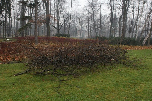 padaja-drzewa-w-parku-zdrojowym-foto-49338