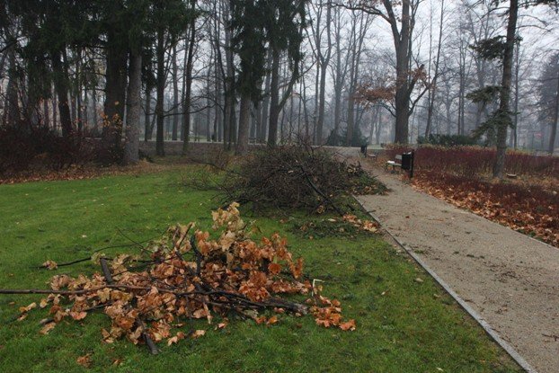 padaja-drzewa-w-parku-zdrojowym-foto-49338