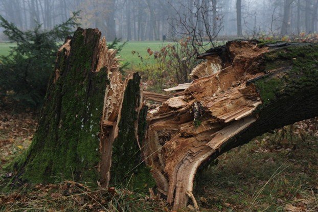 padaja-drzewa-w-parku-zdrojowym-foto-49338