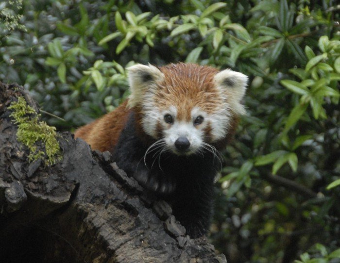 Panda czerwona w Naszym Zoo