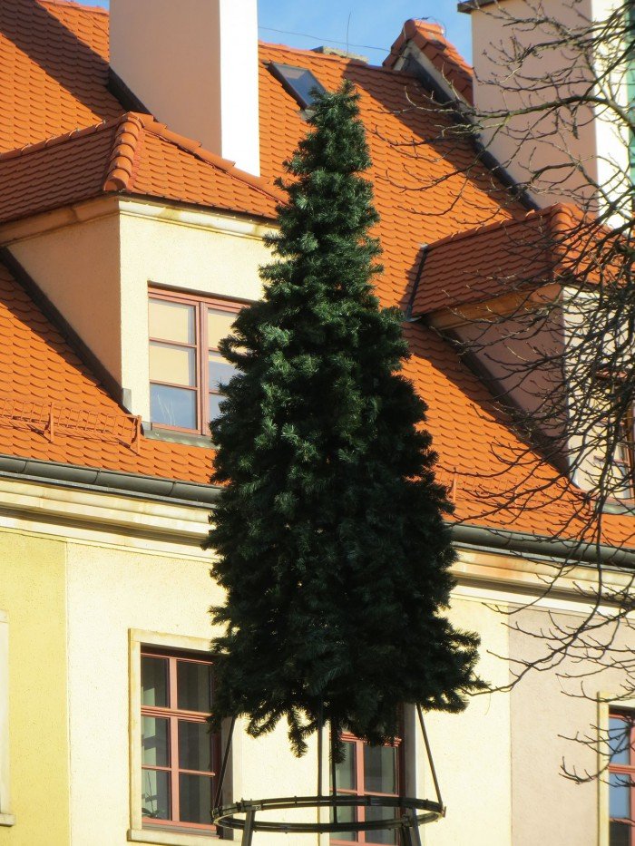 na-placu-ratuszowym-juz-rosnie-choinka-foto-49641