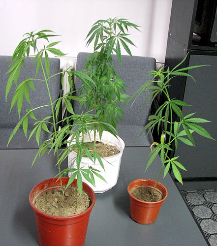 wpadka-z-marihuana-i-grzybkami-5014