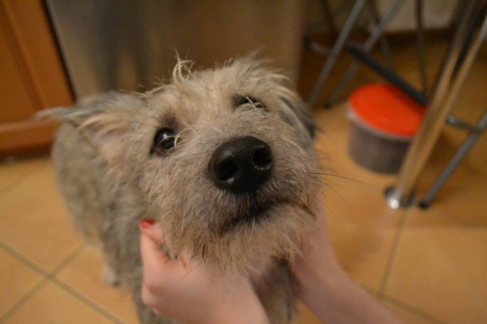 czy-ktos-wie-czyj-to-pies-foto-50435