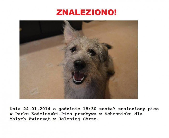 czy-ktos-wie-czyj-to-pies-foto-50435