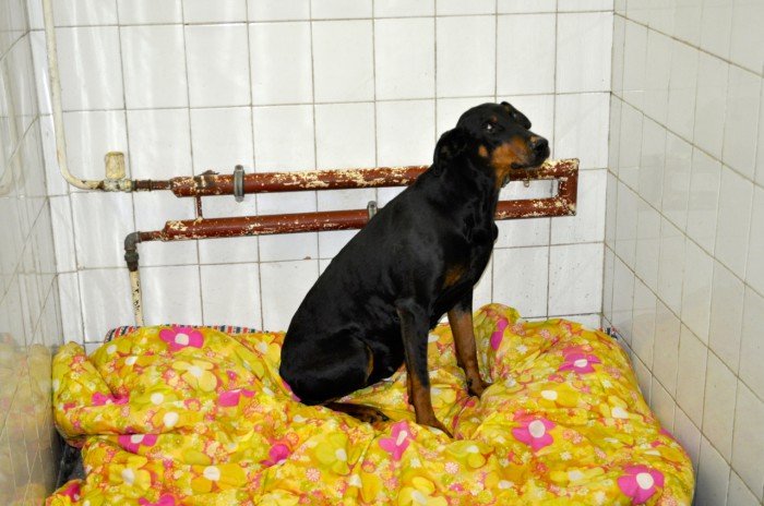 bokser-i-dobermanka-czekaja-na-wascicieli-foto-50499