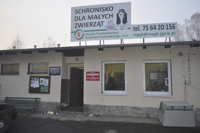 bokser-i-dobermanka-czekaja-na-wascicieli-foto-50499