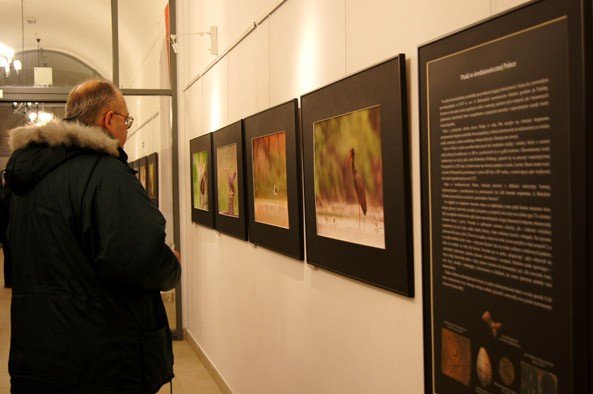 ptaki-od-archeologii-po-ere-cyfrowa-foto-50525