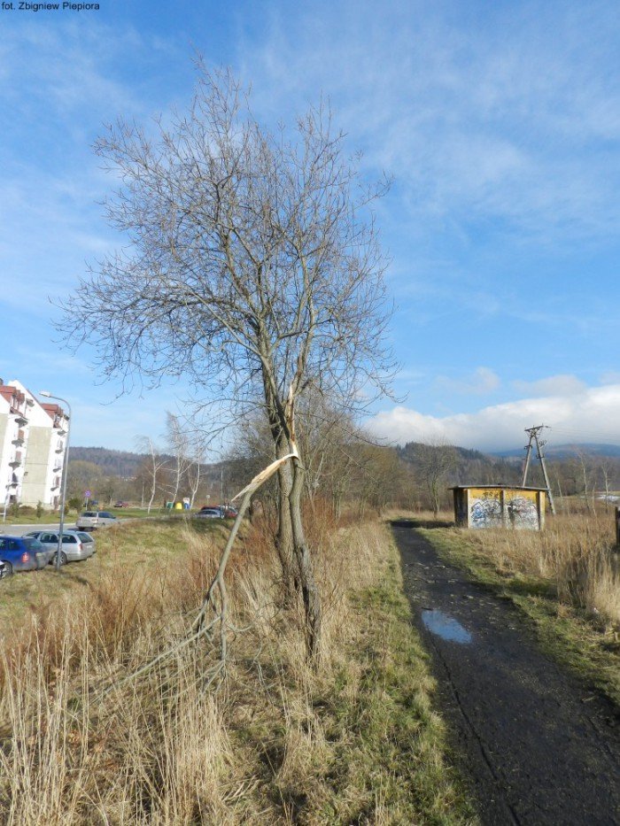 wichura-narobia-wiele-szkod-gownie-w-kowarach-foto-50550