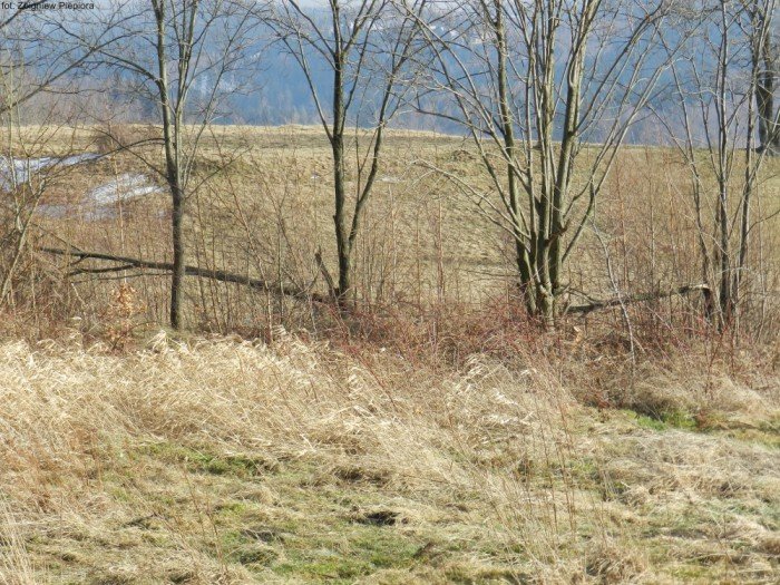 wichura-narobia-wiele-szkod-gownie-w-kowarach-foto-50550